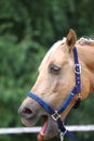 Cheerful morgan mare showing us her healthy teeth Royalty Free Stock Photo