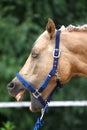 Cheerful morgan mare showing us her healthy teeth Royalty Free Stock Photo