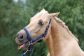 Cheerful morgan mare showing us her healthy teeth Royalty Free Stock Photo