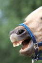 Cheerful morgan mare showing us her healthy teeth Royalty Free Stock Photo