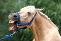 Cheerful morgan mare showing us her healthy teeth Royalty Free Stock Photo
