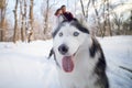 Cheerful muzzle of a dog husky in a winter park, in the background a young couple