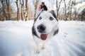 Cheerful muzzle of a dog husky in a winter park, in the background a young couple