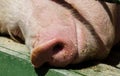 Cheerful muzzle of a lying pig close-up