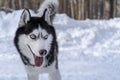 Cheerful muzzle Siberian husky dog. Sly husky dog with blue eyes and open mouth.