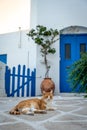 Cheerful orange domestic cat lying contentedly on a patio, eyes wide open and alert