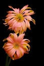 Cheerful pair of gerber daisy flowers with curly petals against dark background