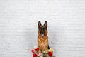 Cheerful perky dog on a brick background. German Shepherd with a bouquet of flowers.