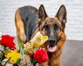 Cheerful perky dog on a brick background. German Shepherd with a bouquet of flowers. Royalty Free Stock Photo