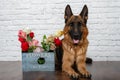 Cheerful perky dog on a brick background. German Shepherd with a bouquet of flowers. Royalty Free Stock Photo