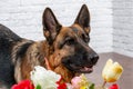 Cheerful perky dog on a brick background. German Shepherd with a bouquet of flowers. Royalty Free Stock Photo