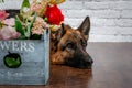 Cheerful perky dog on a brick background. German Shepherd with a bouquet of flowers. Royalty Free Stock Photo