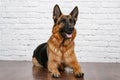 Cheerful perky dog on a brick background. German Shepherd. Royalty Free Stock Photo