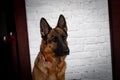 Cheerful perky dog on a brick background. German Shepherd.