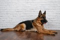 Cheerful perky dog on a brick background. German Shepherd. Royalty Free Stock Photo