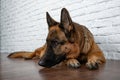 Cheerful perky dog on a brick background. German Shepherd.