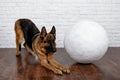 Cheerful perky dog on a brick background. German Shepherd.