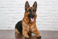 Cheerful perky dog on a brick background. German Shepherd.