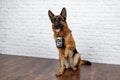 Cheerful perky dog on a brick background. German Shepherd.