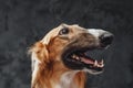 Cheerful persian greyhound panting against dark studio background Royalty Free Stock Photo