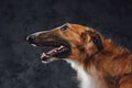 Cheerful persian greyhound panting against dark studio background Royalty Free Stock Photo