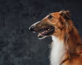 Cheerful persian greyhound panting against dark studio background Royalty Free Stock Photo