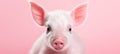 cheerful pig model on vibrant pastel background for fashion studio shoot with text space