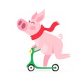 Cheerful pig riding a scooter Royalty Free Stock Photo