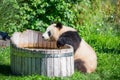 cheerful playing pandas on green lawn