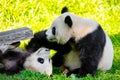 cheerful playing pandas on green lawn