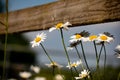 Oxeye daisy In a meadow