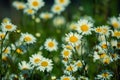 Oxeye daisy In a meadow