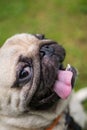 Cheerful pug dog mops poses for the camera. Royalty Free Stock Photo