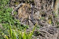 A Robin singing near its nest in springtime