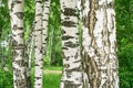 White trunks of young birches in early summer. The wind rustles young birch leaves. Russian national symbol. Royalty Free Stock Photo