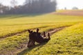 Cheerful Rottweiler somersaults in the meadow under the morning sun