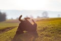 Cheerful Rottweiler somersaults in the meadow under the morning sun