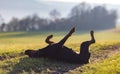 Cheerful Rottweiler somersaults in the meadow under the morning sun