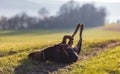 Cheerful Rottweiler somersaults in the meadow under the morning sun