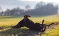 Cheerful Rottweiler somersaults in the meadow under the morning sun