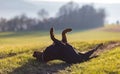 Cheerful Rottweiler somersaults in the meadow under the morning sun