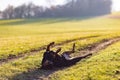 Cheerful Rottweiler somersaults in the meadow under the morning sun