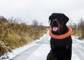 Cheerful Rottweiler on a walk