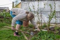 Cheerful senior Elderly woman digging garden spring time Royalty Free Stock Photo