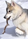 A cheerful Siberian husky puppy lying in the snow gnaws a dry tree branch Royalty Free Stock Photo