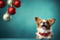 Cheerful smiling chihuahua dog sitting on table with Christmas ornaments decoration on light blue teal background