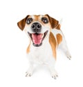 Cheerful Smiling Dog Royalty Free Stock Photo