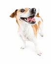 Cheerful Smiling Dog Royalty Free Stock Photo