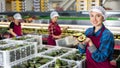 Cheerful sorting factory workwoman holding halves of ripe avocado Royalty Free Stock Photo