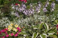 Cheerful sunny summer flower border with blooming Hosta `Francee`, mix of Petunia and and white Sweet Alyssum